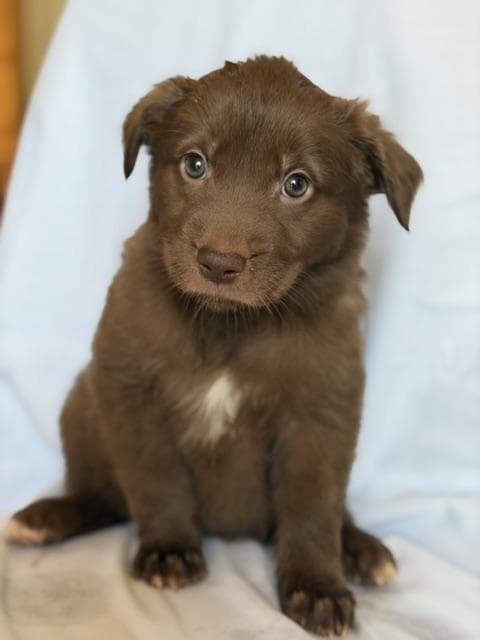 Mia - Chocolate Labrador Retriever available for adoption