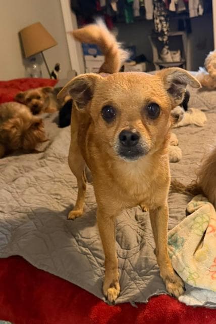 Chico aka Wally - Chihuahua available for adoption