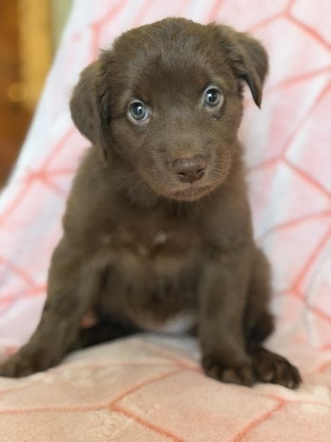 Lionel - Chocolate Labrador Retriever available for adoption