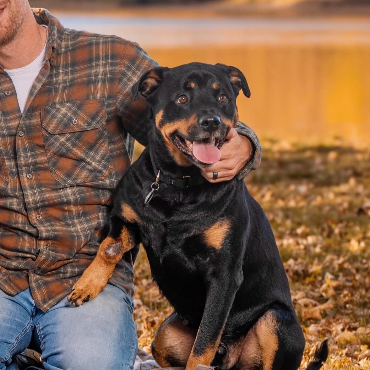 Bunga - Rottweiler available for adoption