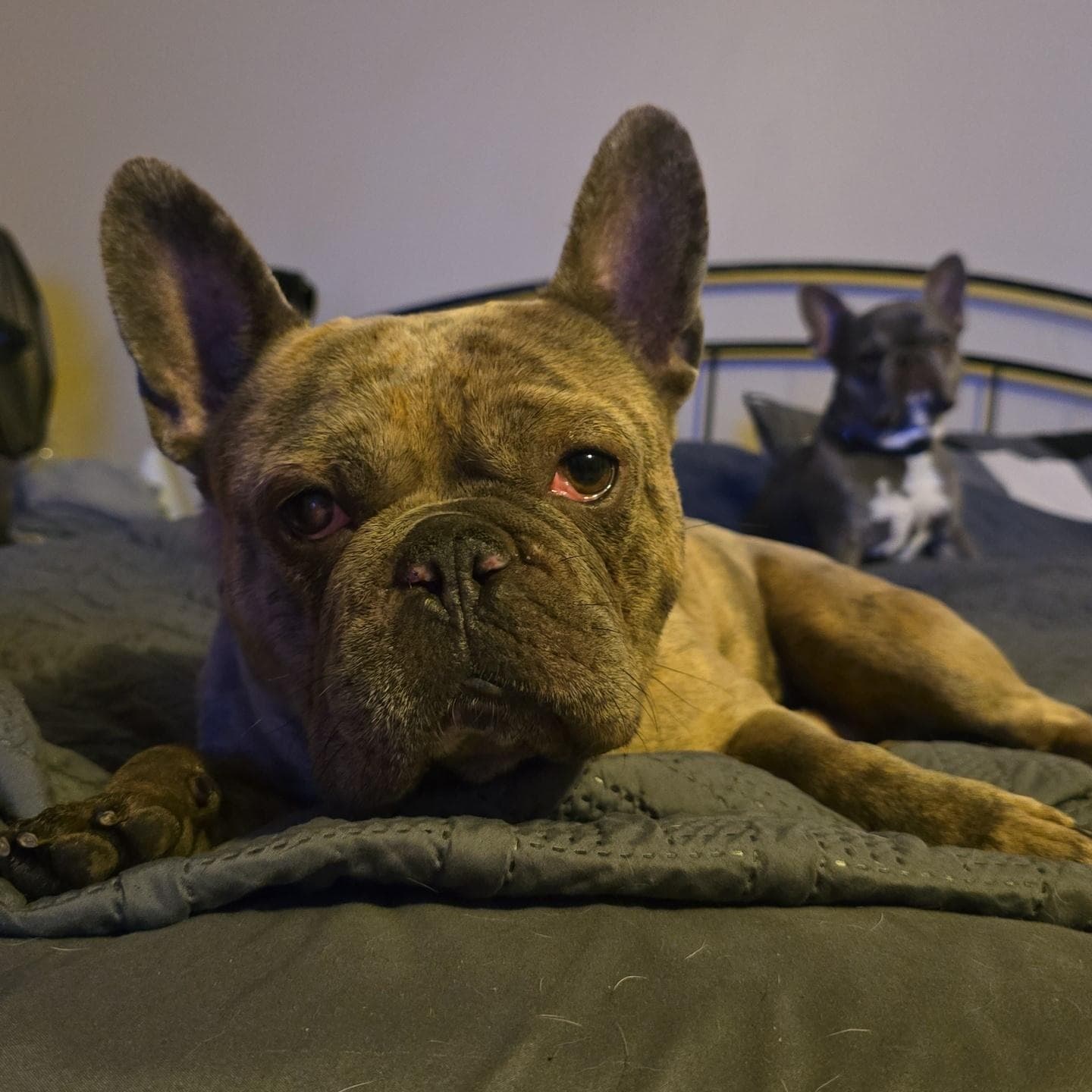 Tig - French Bulldog available for adoption