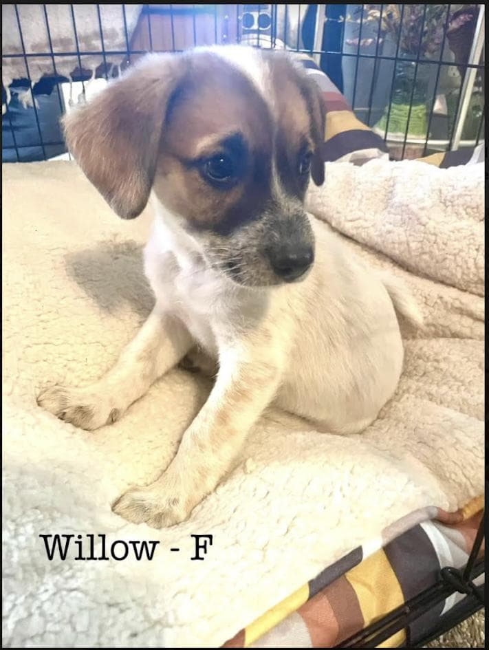 Willow **Foster Needed**