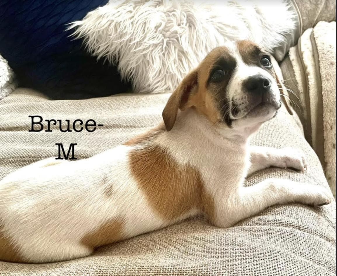 Bruce **Foster Needed**