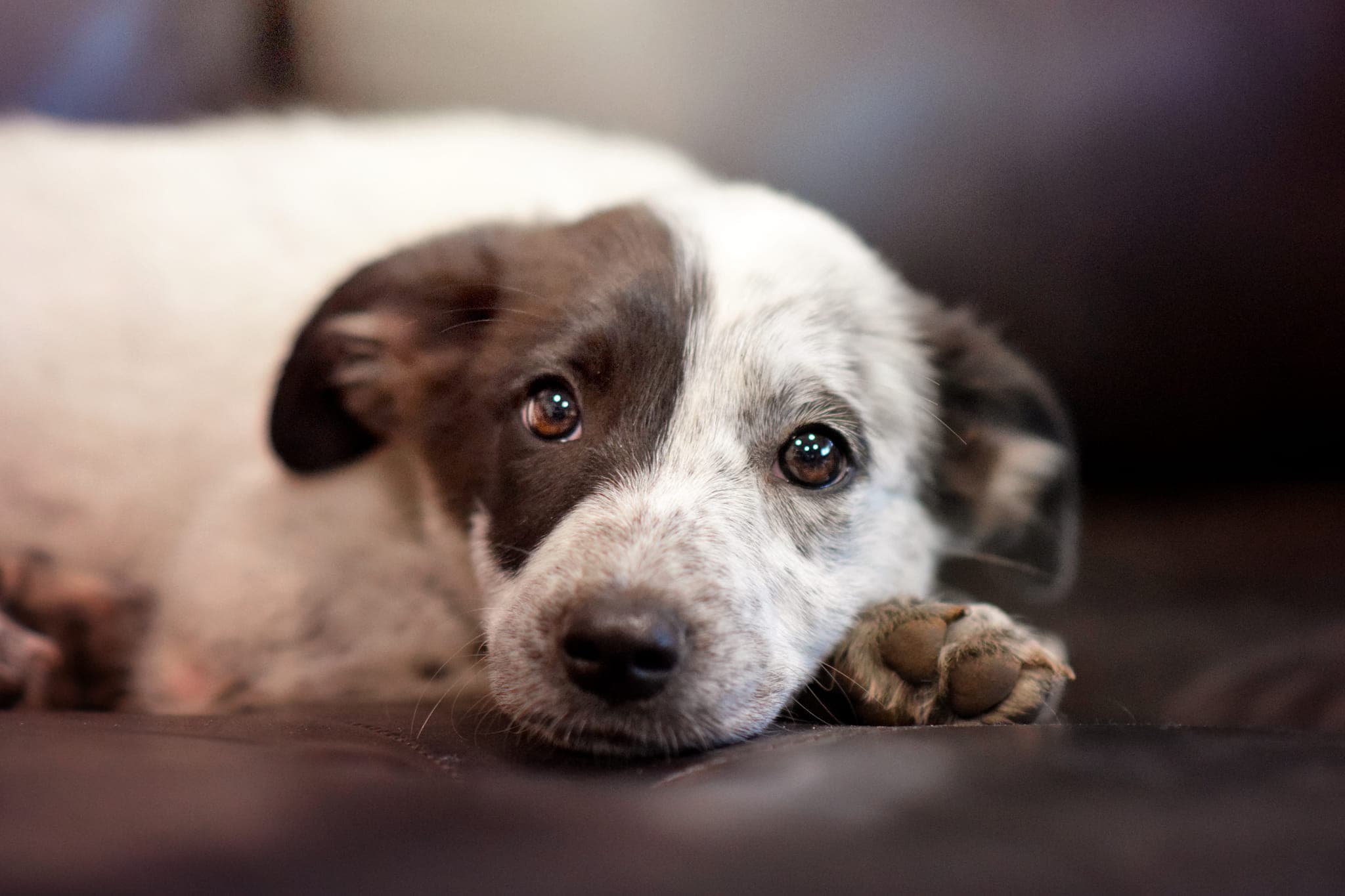 Rupert the rescue dog