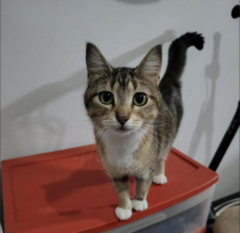 Sunny - Domestic Short Hair available for adoption