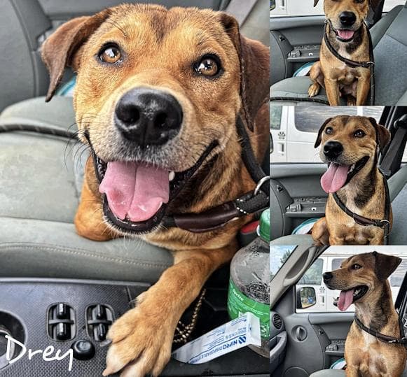 Drey - Shepherd available for adoption
