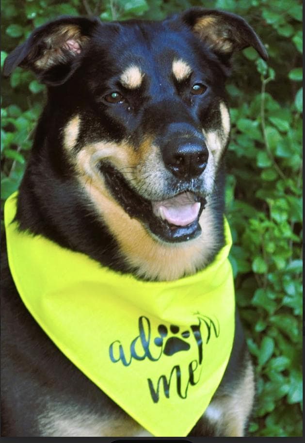 Rainey - Mixed Breed available for adoption