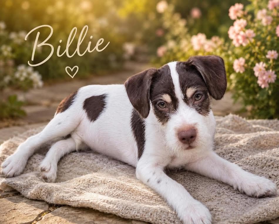 Billie - Mixed Breed available for adoption