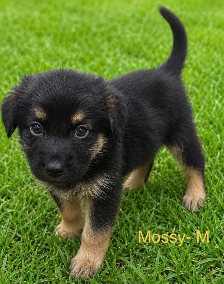Mossy - Mixed Breed available for adoption