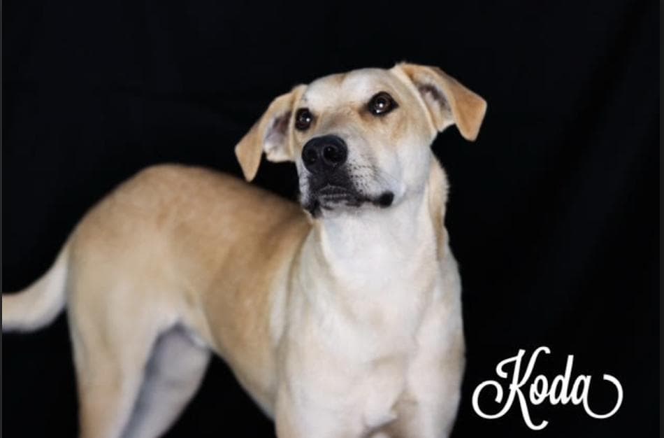Koda - Labrador Retriever available for adoption