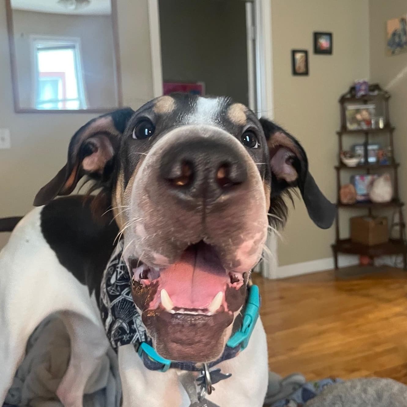 Cashew - Shar-Pei available for adoption