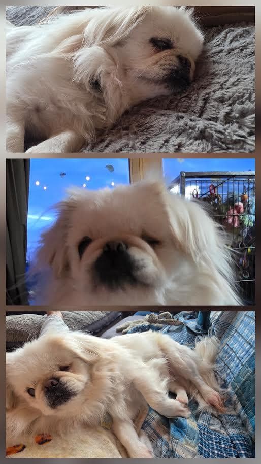 Elliott - Pekingese available for adoption