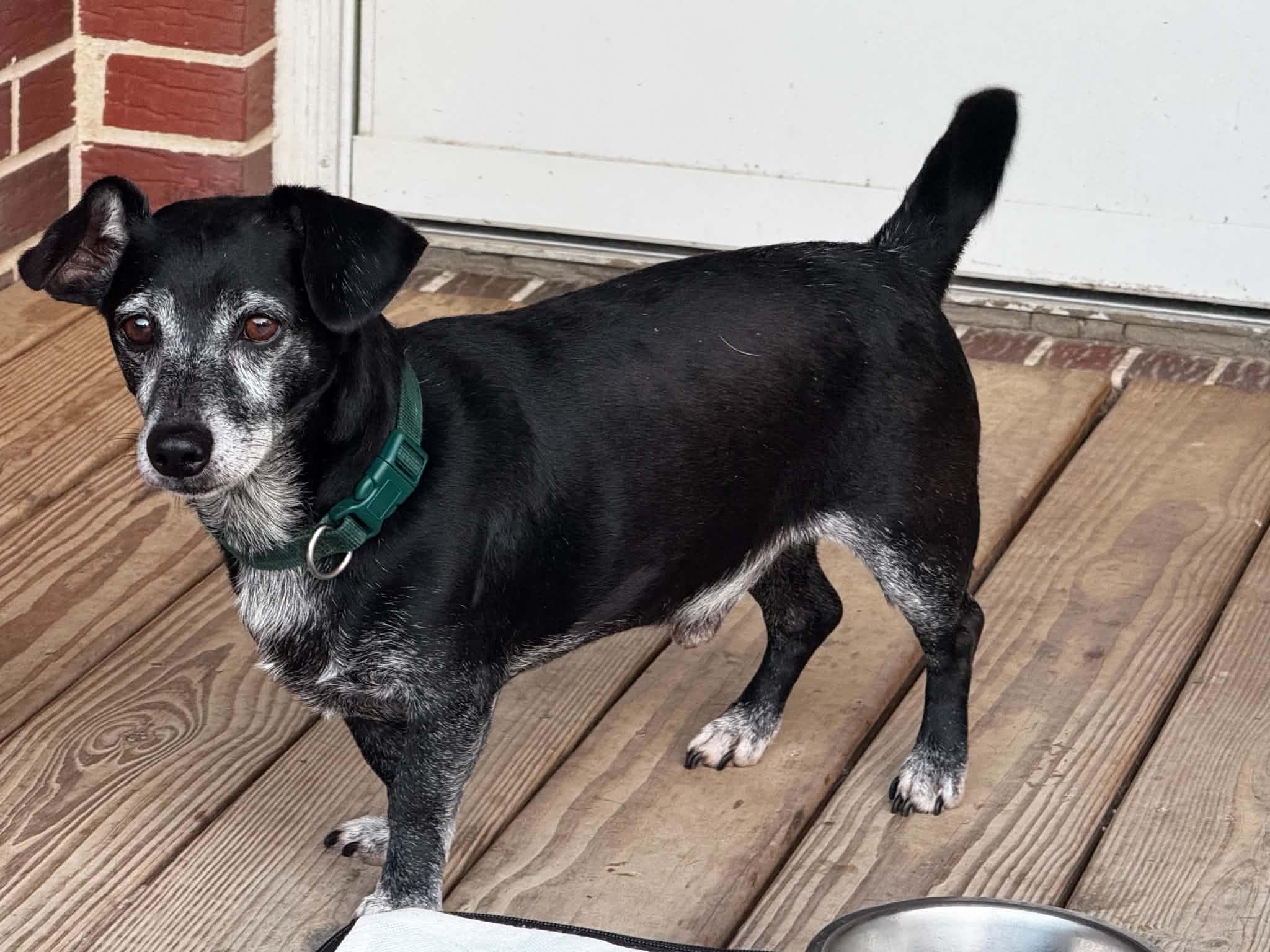 Rocky - Foster Needed - Dachshund available for adoption