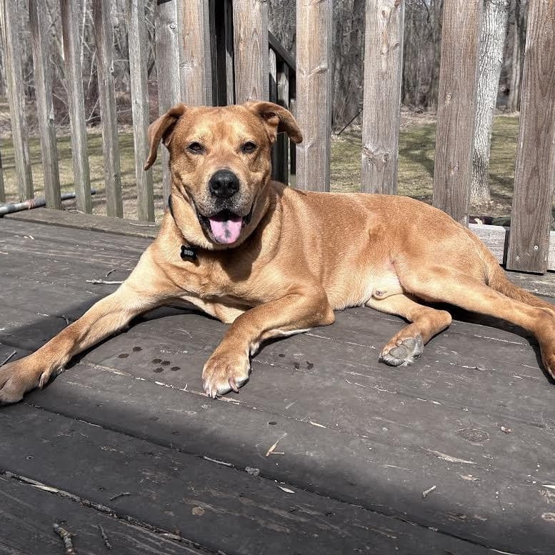 Red *Courtesy Post* - Mixed Breed available for adoption