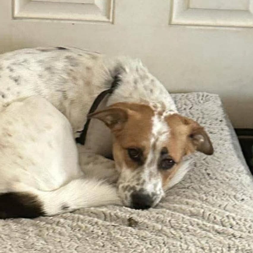 Daisy - Australian Cattle Dog / Blue Heeler available for adoption