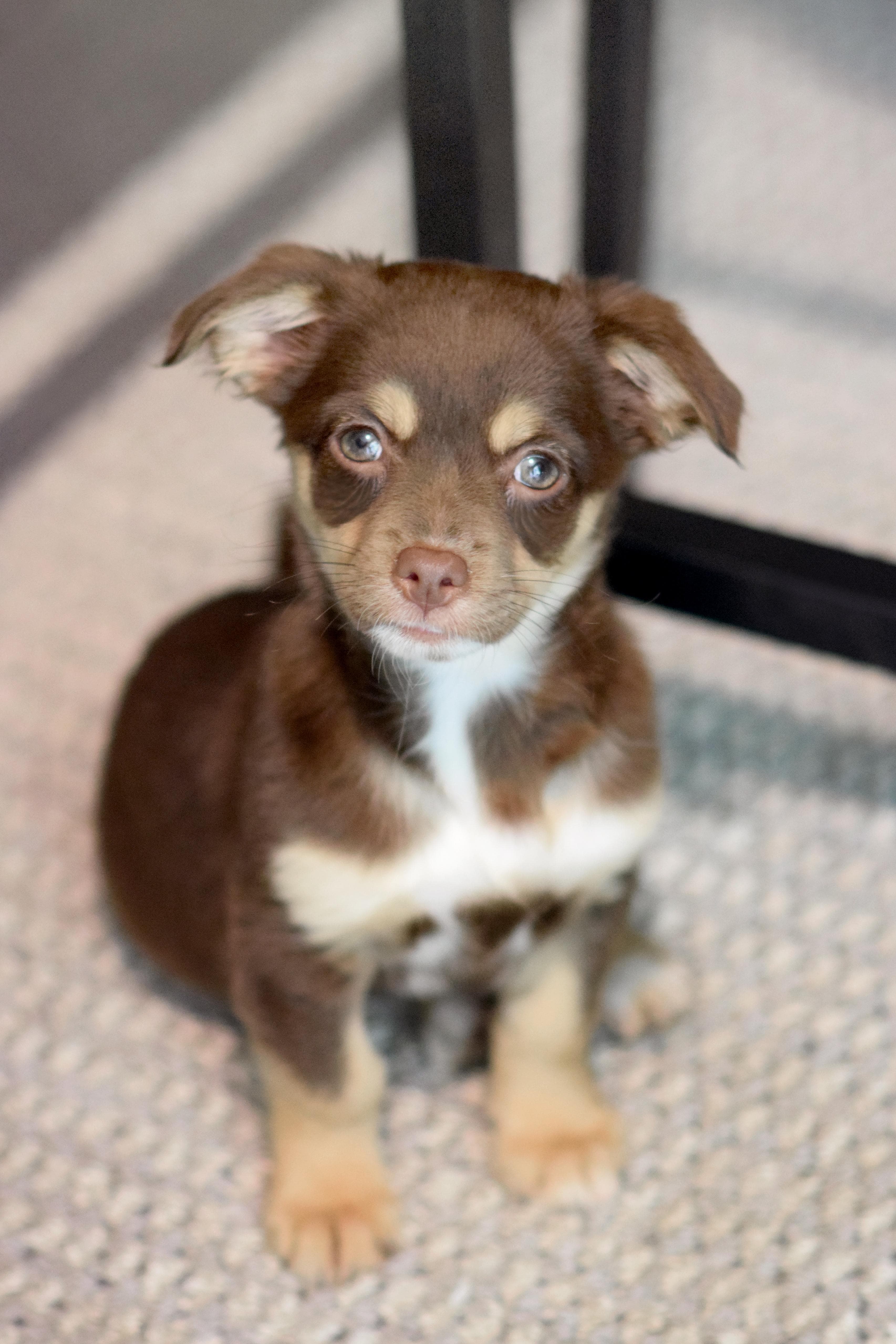 Tessa - Mixed Breed available for adoption