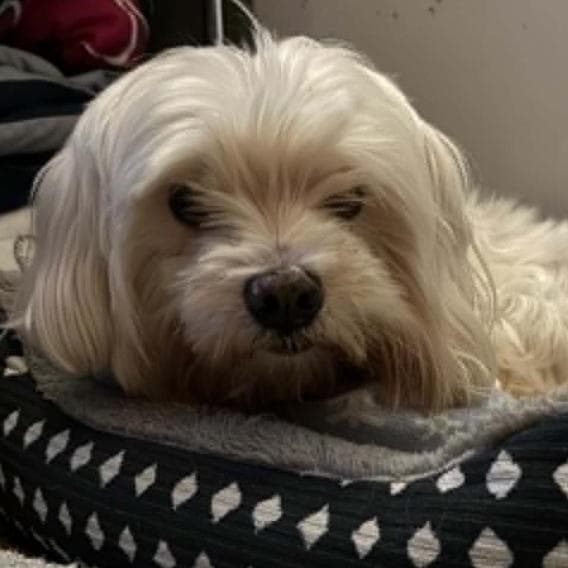 MeeMaw - Foster Needed - Maltese available for adoption