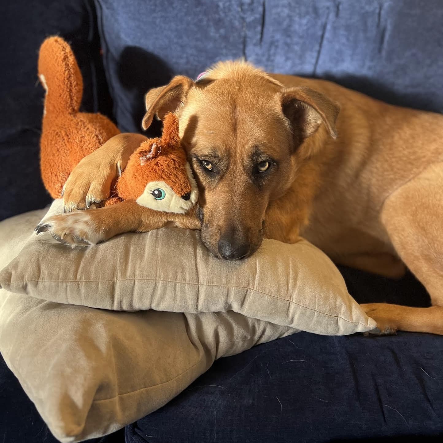 Emmy - Labrador Retriever available for adoption