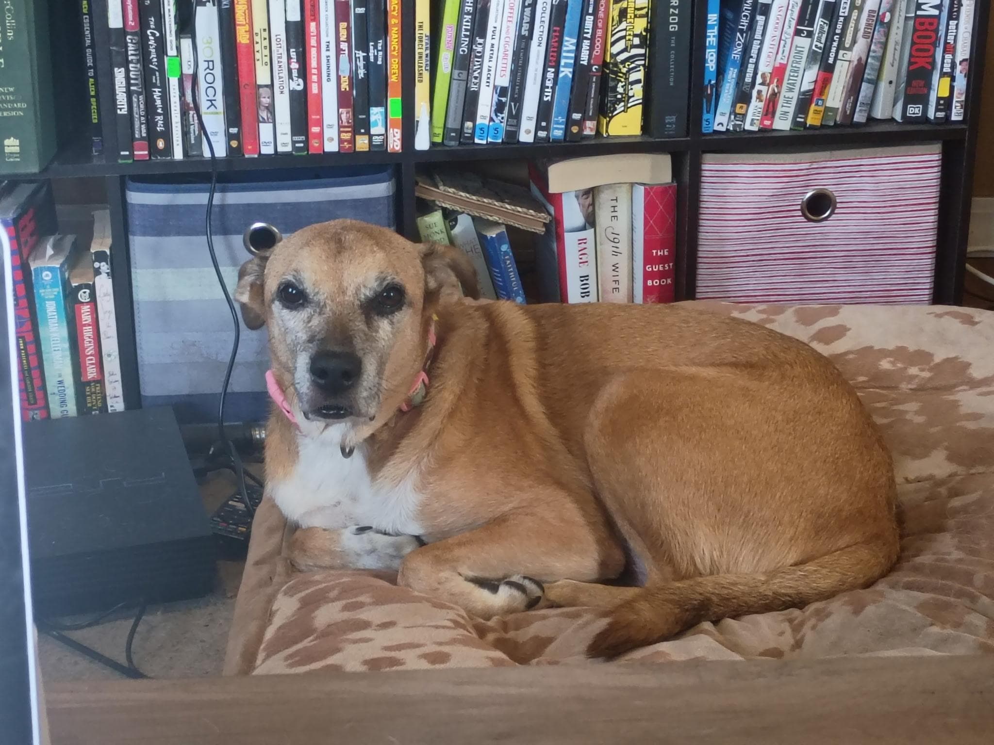 Dolly - Mixed Breed available for adoption