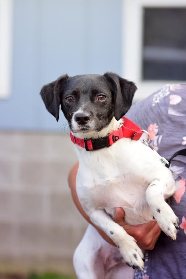 Stewie - Dachshund available for adoption