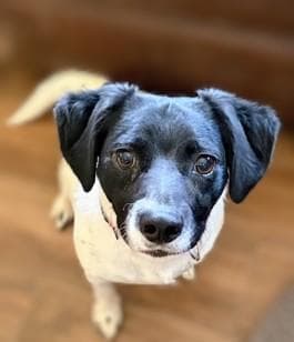 Stewie - Dachshund available for adoption