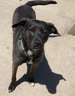 Penny - Black Labrador Retriever available for adoption