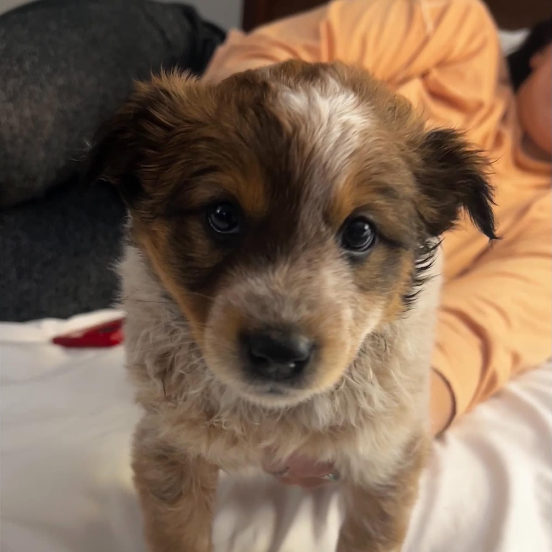 Bocce - Australian Cattle Dog / Blue Heeler available for adoption