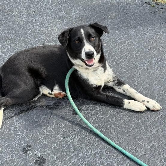 Jersey - Labrador Retriever available for adoption