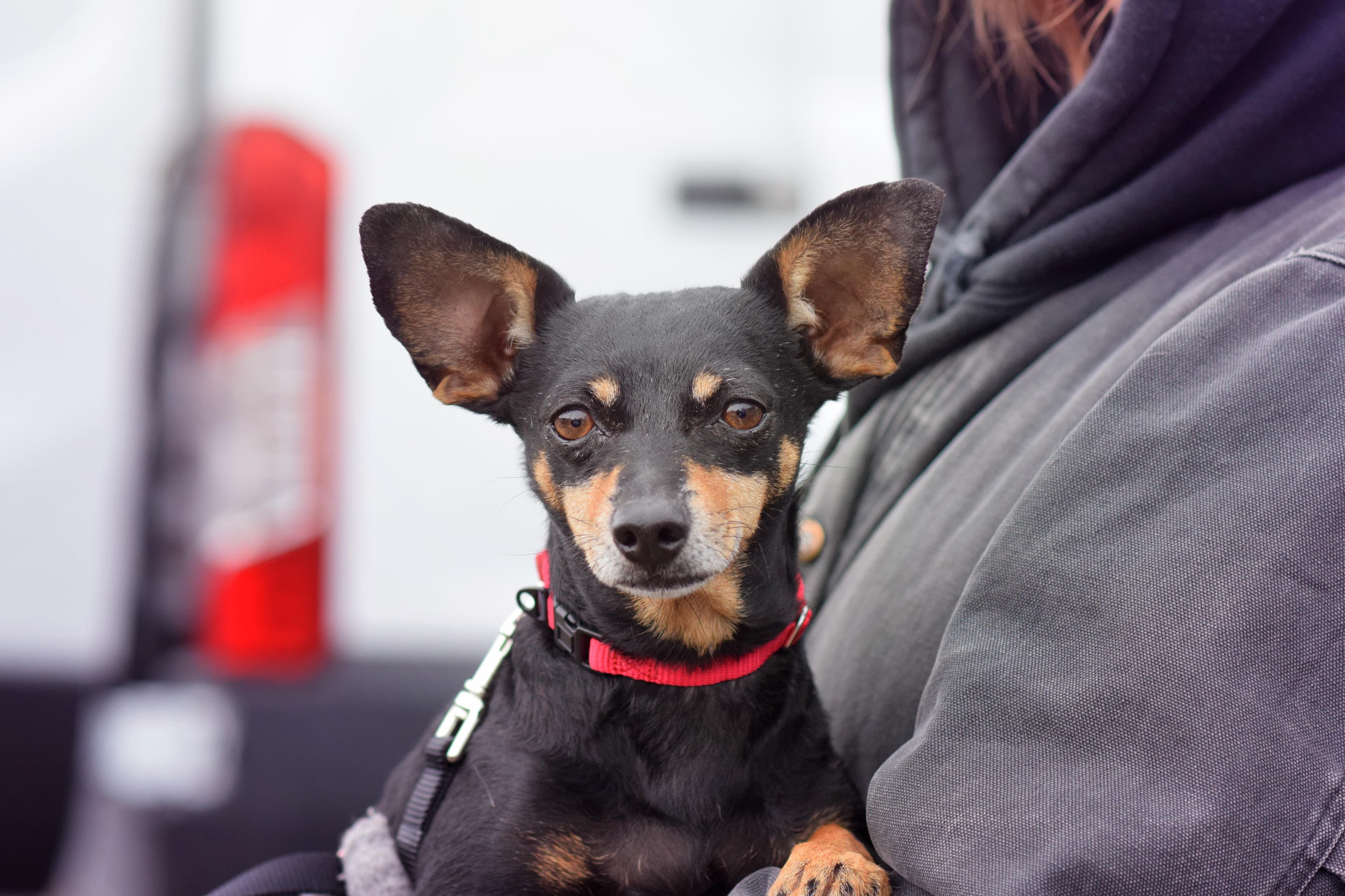 Sissy - Dachshund available for adoption