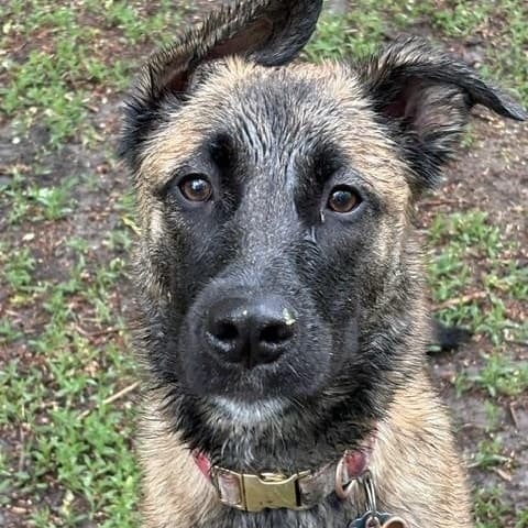 Isla - Belgian Shepherd / Malinois available for adoption
