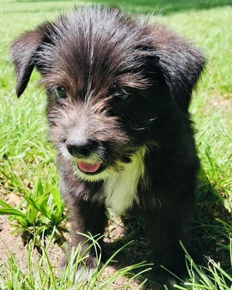 Bowz - Yorkshire Terrier available for adoption