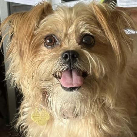 Belle - Yorkshire Terrier available for adoption