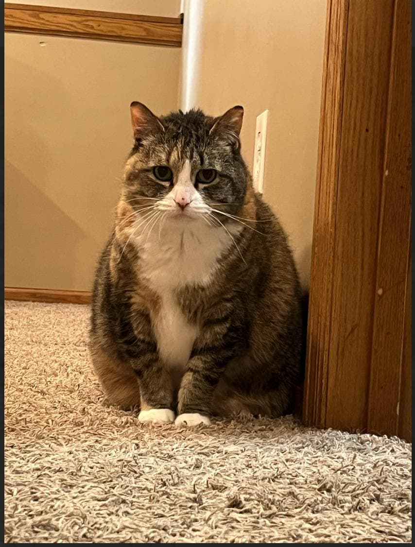 Elsa - Domestic Short Hair available for adoption