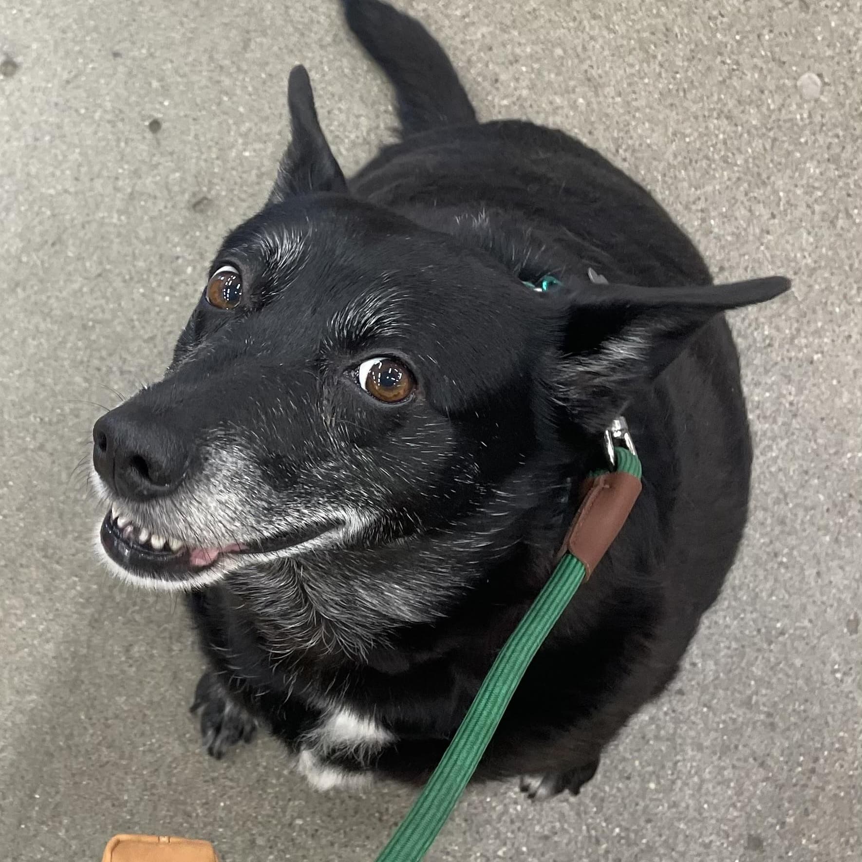 Xena - Mixed Breed available for adoption