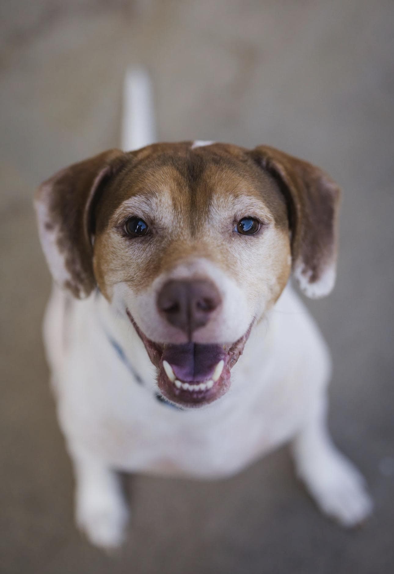 Lieutenant Dan - Beagle available for adoption