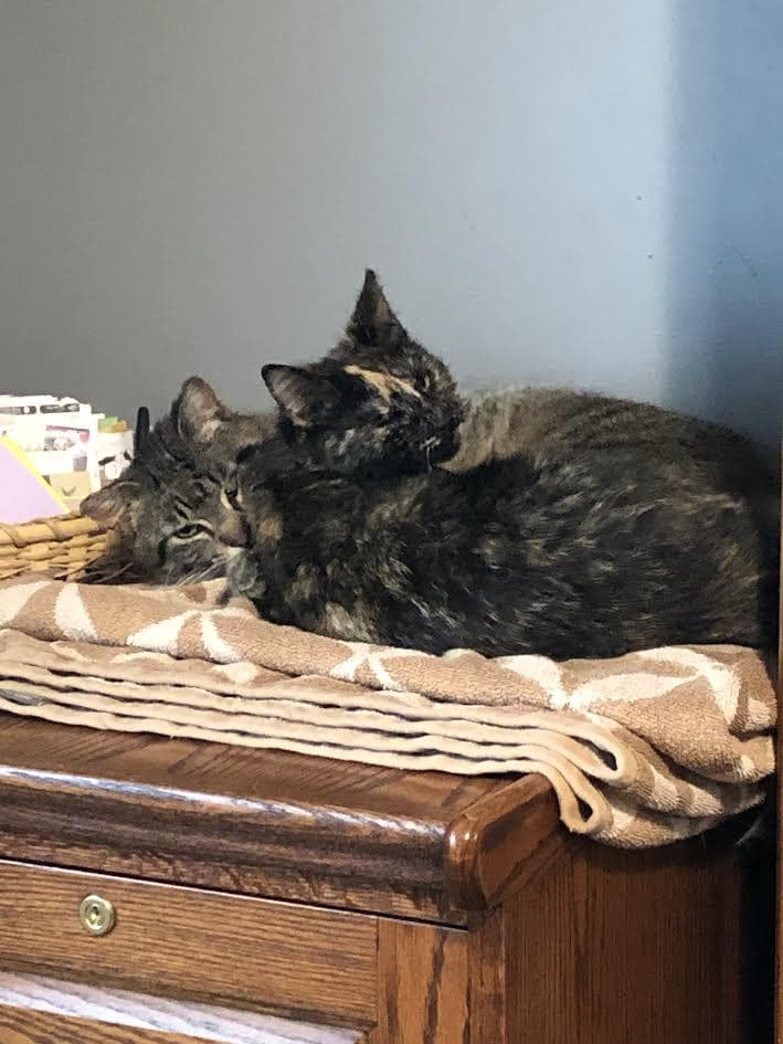 Kirby and Katie - Domestic Short Hair available for adoption