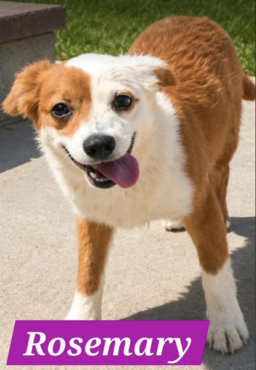 Rosemary - Foster Needed - Australian Shepherd available for adoption
