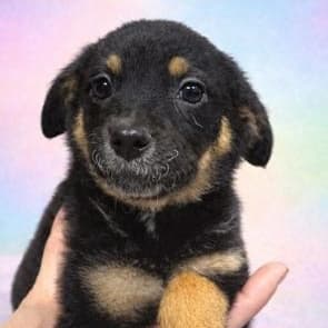 Bailey - Golden Retriever available for adoption