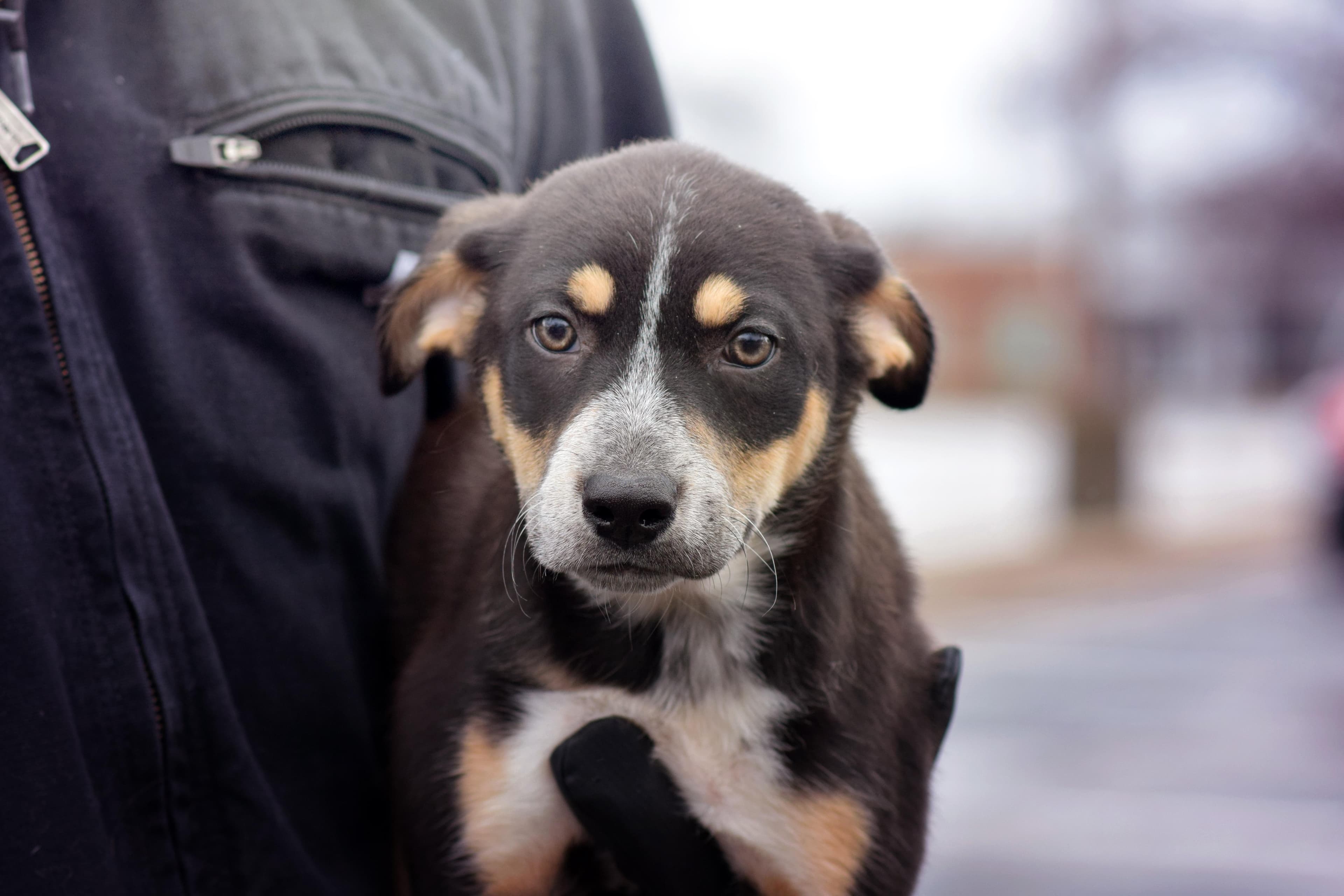 Bailey - Golden Retriever available for adoption