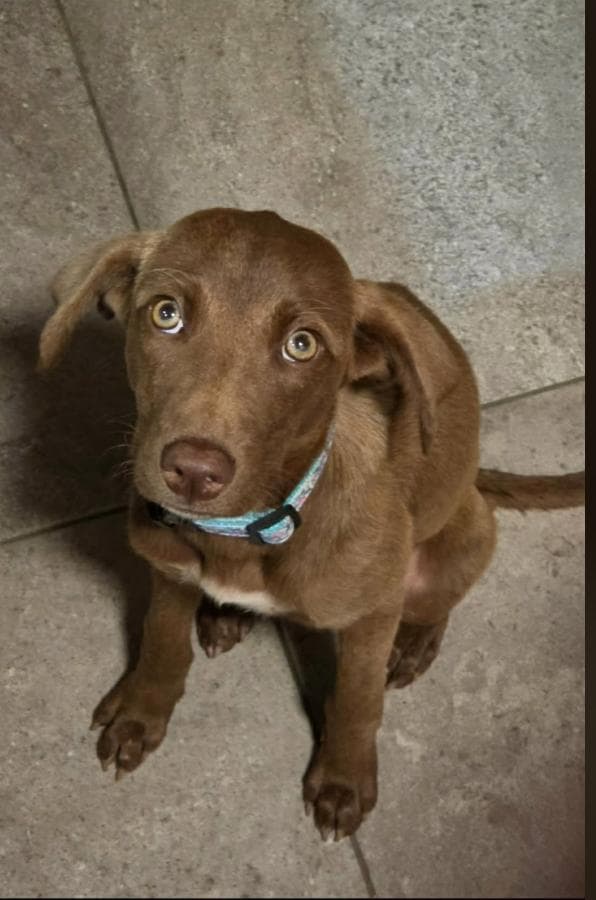 Lillith - Labrador Retriever available for adoption