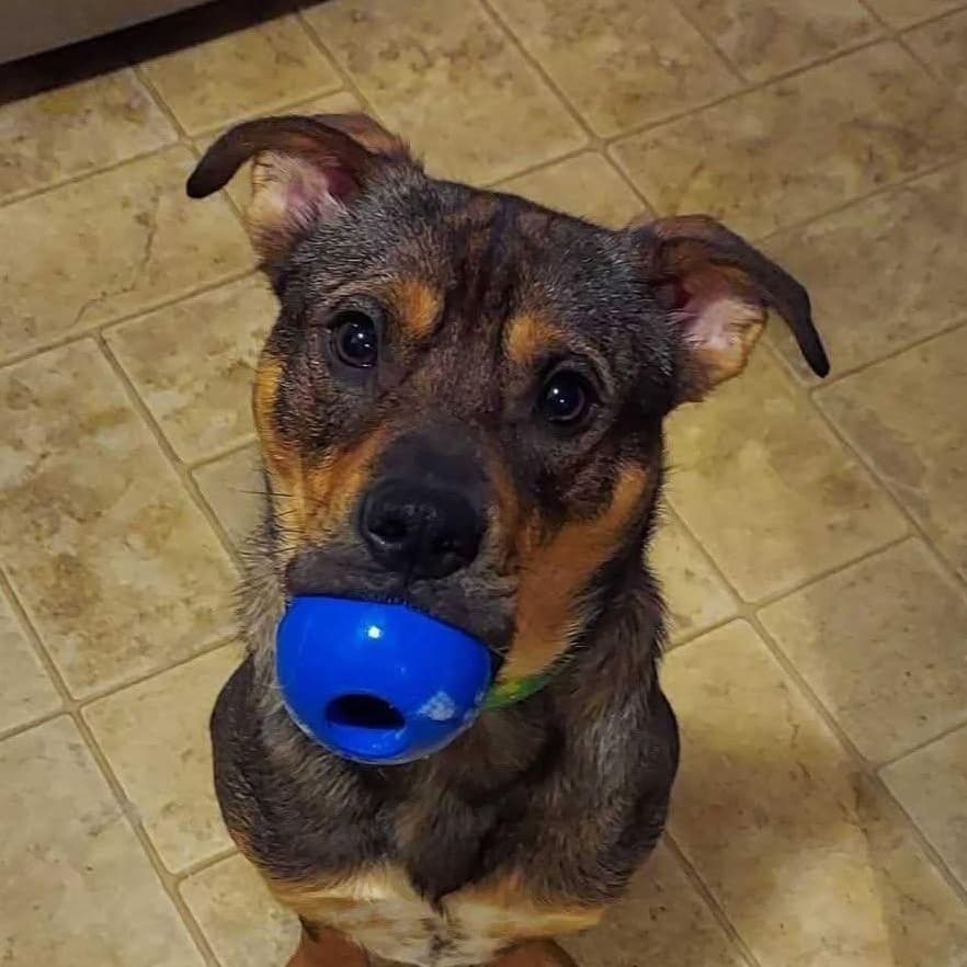 Perry - German Shepherd Dog available for adoption
