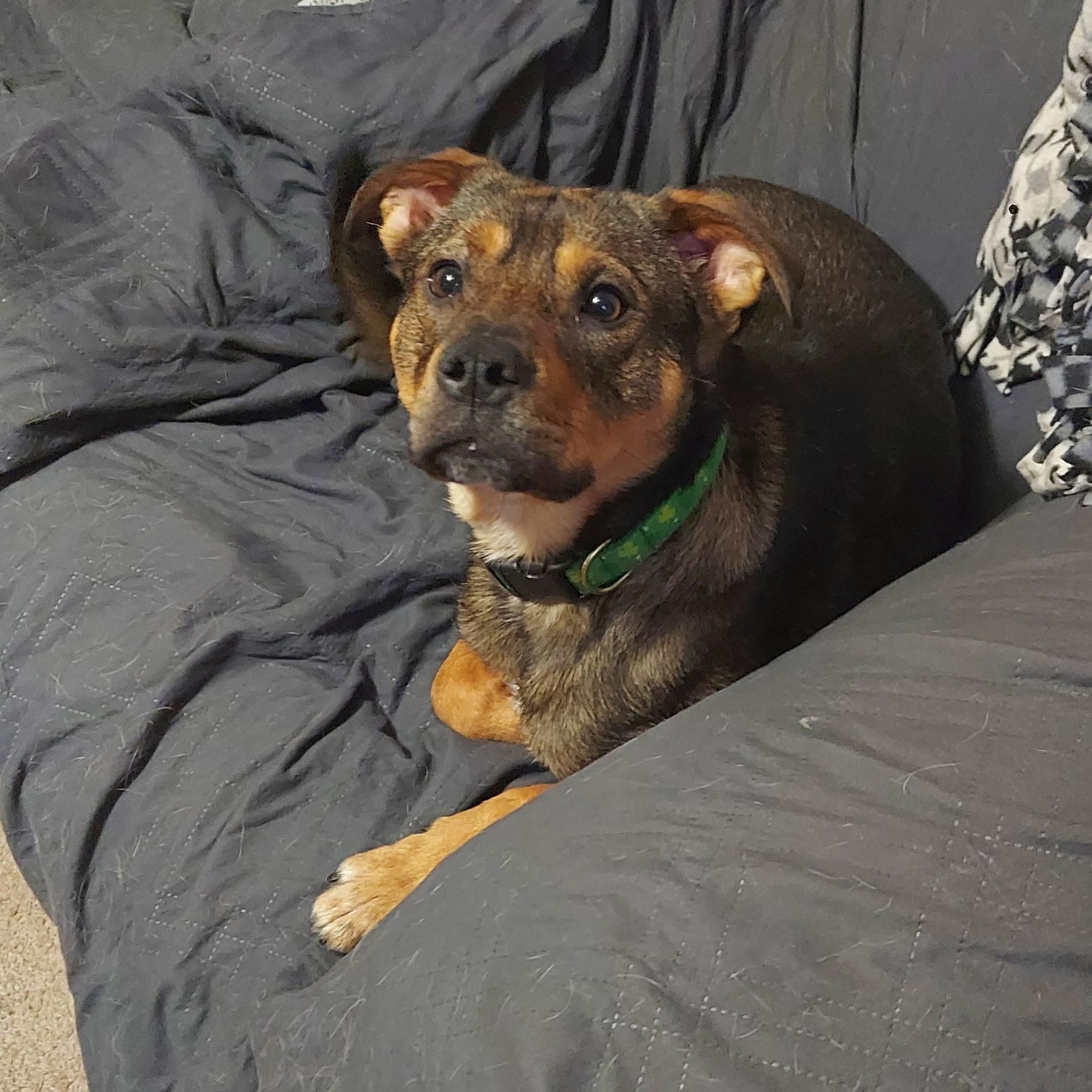 Perry - German Shepherd Dog available for adoption