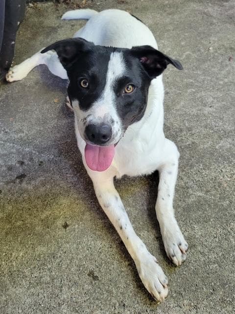 Buster - Labrador Retriever available for adoption
