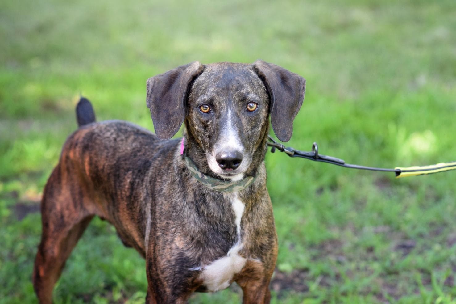 Pongo - Pointer available for adoption