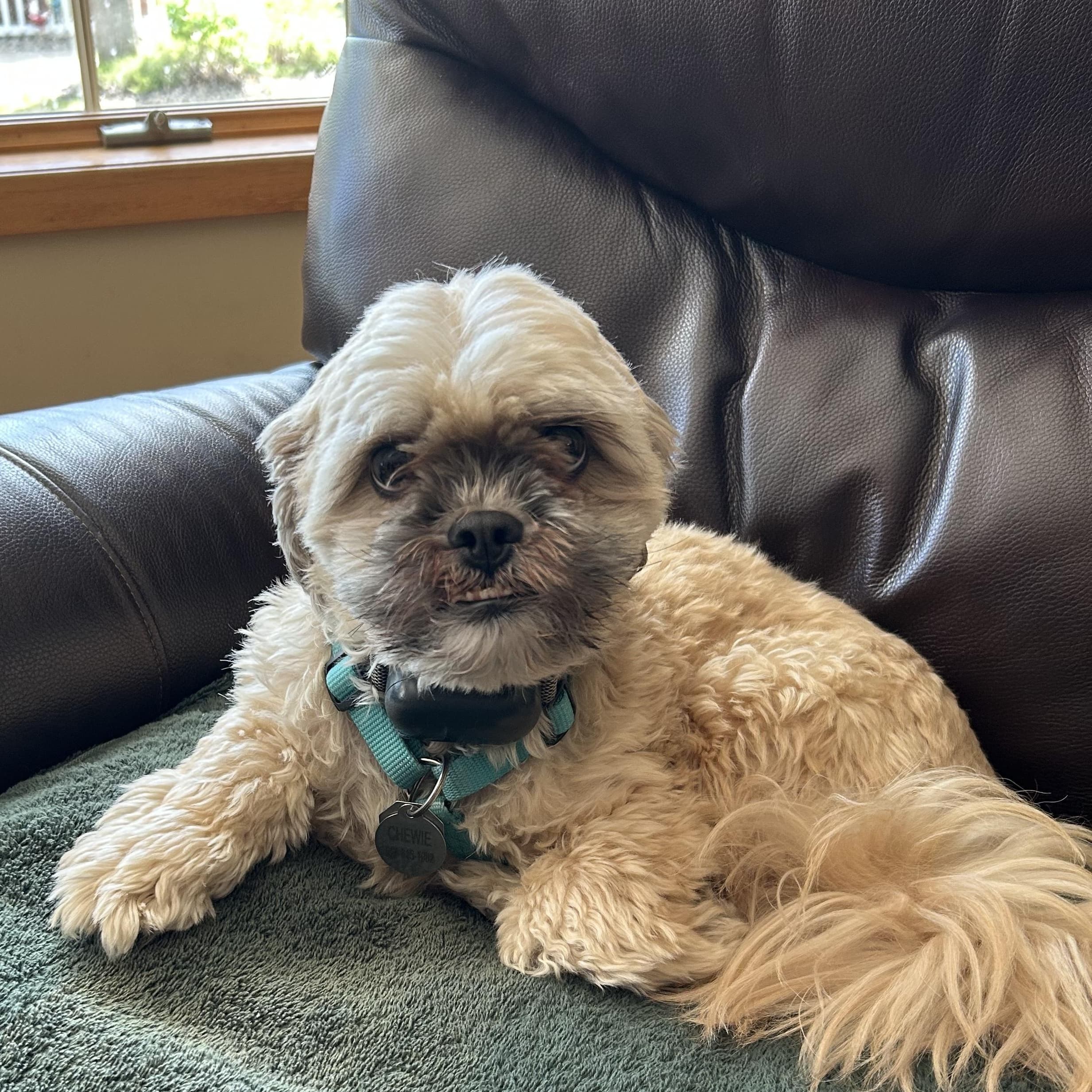 Chewy - Shih Tzu available for adoption