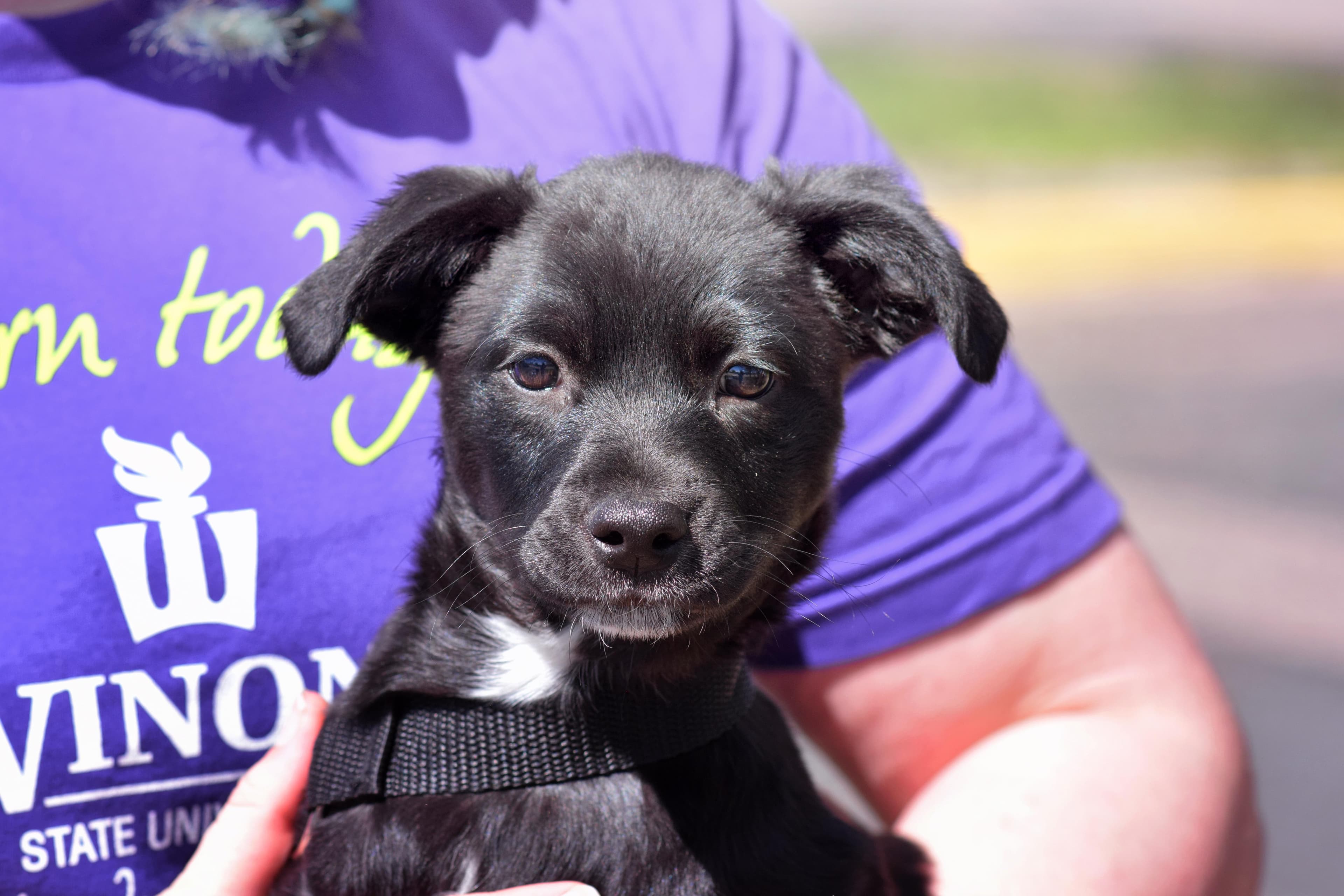 Amber - Mixed Breed available for adoption