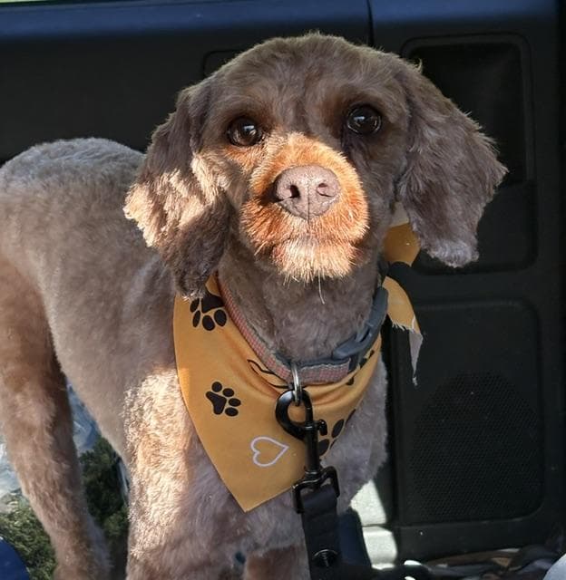 West - Cavalier King Charles Spaniel available for adoption