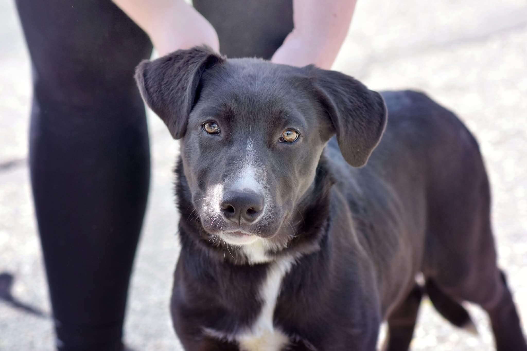 Shadow - Black Labrador Retriever available for adoption