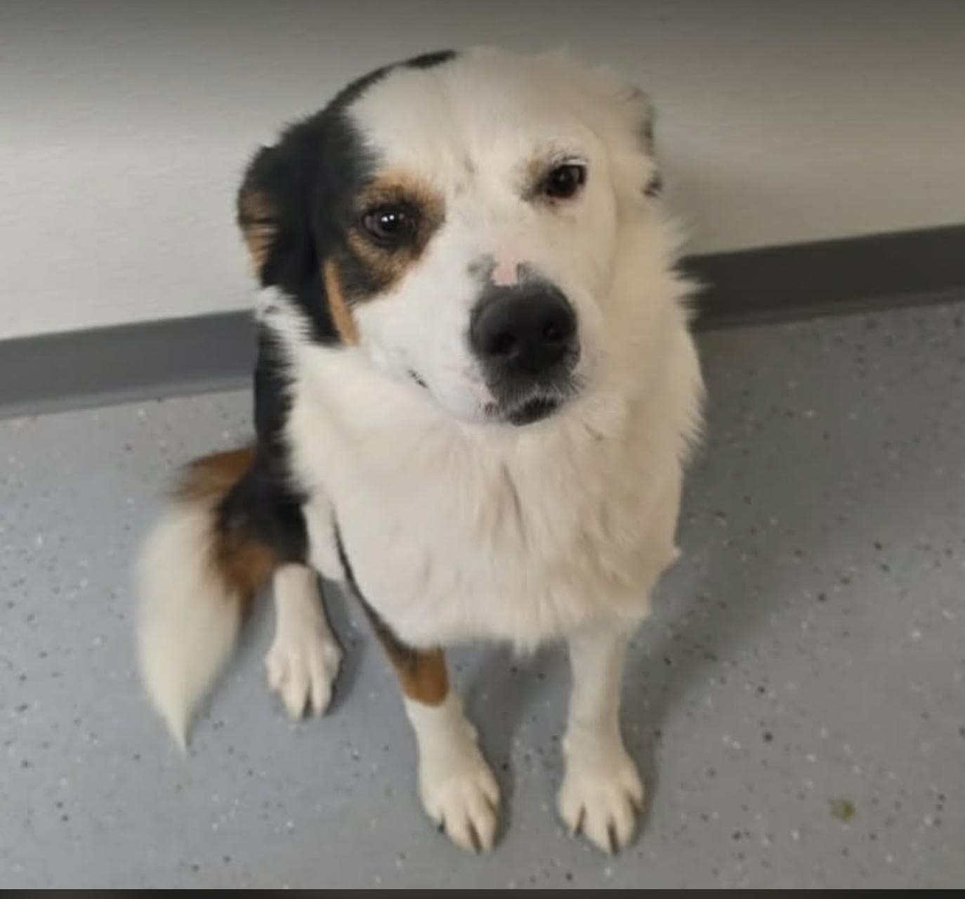 Meredith - Foster Needed - Australian Shepherd available for adoption