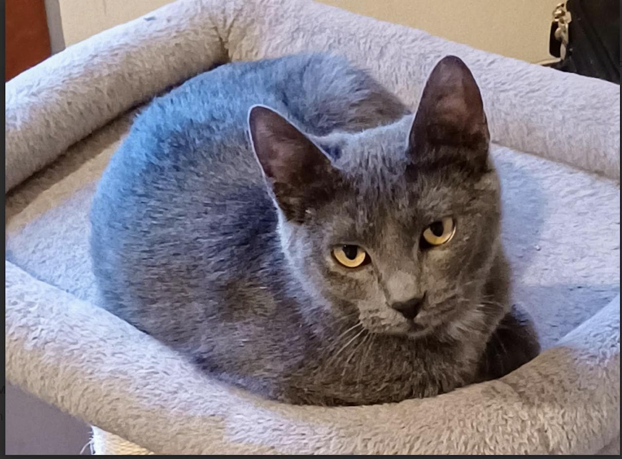 Pewter - Domestic Short Hair available for adoption